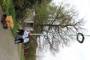 Maibaum 2016 (72)